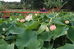 Đông y, Tây y "mổ xẻ" công dụng "giúp người thon thả" của lá sen