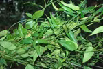 Chè vằng - Vị thuốc mùa hè