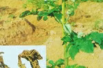 Bài thuốc trị đau nhức khớp
