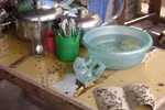 Ruồi và những hiểm họa đối với sức khỏe con người