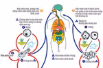  Không thể khẳng định amip “ăn não người” có trong bụi, đất... 