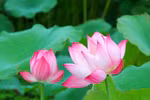 Sen: Hoa đẹp, thuốc hay