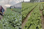 Hợp tác xã chuyển đổi số, sản xuất xanh hướng tới nông nghiệp an toàn và thân thiện môi trường