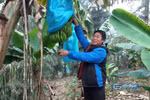 Anh Lèng Sử Hòa (thôn Lùng Phìn, xã Mường Khương, tỉnh Lào Cai) - Chủ vườn chuối với diện tích trồng 3ha. Ảnh: NVCC