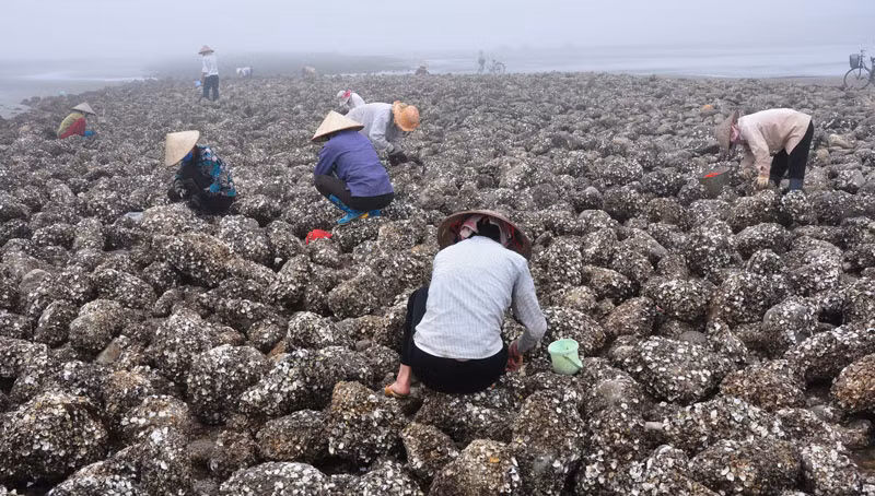 Những ngày hè, từ sáng sớm nhiều phụ nữ vùng ven biển lại bảo nhau ra biển gè hàu. Đây là thời gian hàu mẩy và sinh trưởng nhiều nhất.