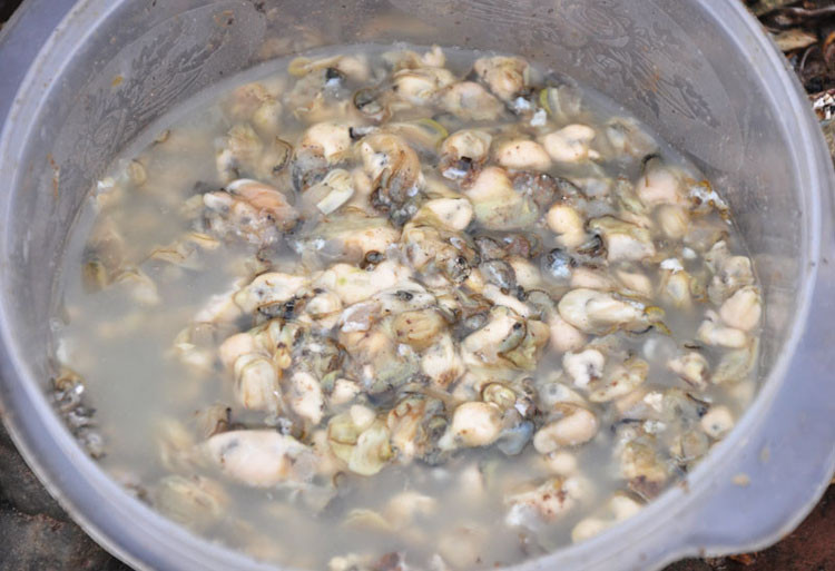 Bình quân một người có thể gè được 2 – 3kg hàu trong một ngày với giá 50.000 đồng/kg. Nhưng nhiều hôm do nước dâng về ban ngày nên họ không thể gè được. Những hôm không may mắn gặp hàu óp, con hàu nhỏ thì họ cũng chỉ đủ ăn. Bình quân một người có thể gè được 2 – 3kg hàu trong một ngày với giá 50.000 đồng/kg. Nhưng nhiều hôm do nước dâng về ban ngày nên họ không thể gè được. Những hôm không may mắn gặp hàu óp, con hàu nhỏ thì họ cũng chỉ đủ ăn.