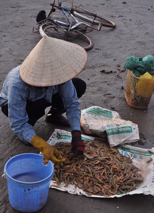 Thương mua cũng túc trực ngay khi thuyền cập bãi. Thương mua cũng túc trực ngay khi thuyền cập bãi.