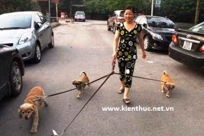 HN: Dắt chó đi dạo, lương 6 triệu/tháng, Tin tức trong ngày, dat cho di dao, ho tay, thu nhap khung, ba chu, cho nhap ngoai, cham soc cho, tin tuc, tin nhanh, tin hot, vn