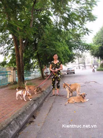 HN: Dắt chó đi dạo, lương 6 triệu/tháng, Tin tức trong ngày, dat cho di dao, ho tay, thu nhap khung, ba chu, cho nhap ngoai, cham soc cho, tin tuc, tin nhanh, tin hot, vn