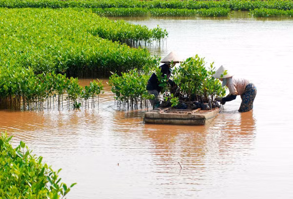 Ảnh minh họa: Báo Tài nguyên Môi trường