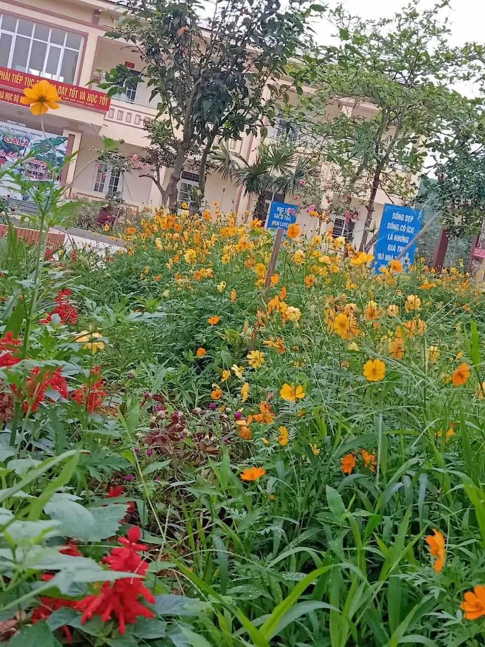 Khung cảnh trường học với nhiều cây và hoa được giáo viên và học sinh chung tay góp sức. Ảnh: N.T Khung cảnh trường học với nhiều cây và hoa được giáo viên và học sinh chung tay góp sức. Ảnh: N.T