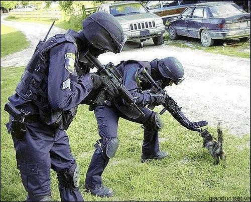 Mèo kia, đứng im! Mèo kia, đứng im!