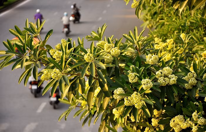 Trên những con phố, ngõ nhỏ… mùi hương hoa sữa vẫn len lỏi và tỏa hương nồng nàn.
