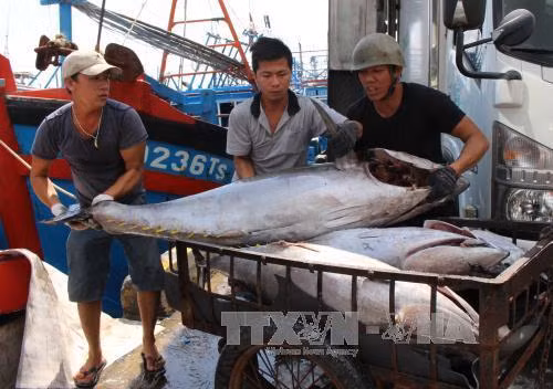 Xử lý nghiêm các tàu cá vi phạm khai thác hải sản ảnh 2
