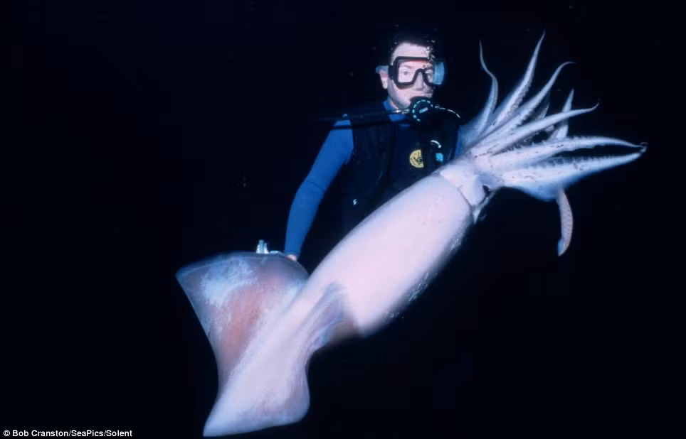 Mực Humboldt khổng lồ dài 5 feet ở đáy biển Cortez, Mexico, Thái Bình Dương Mực Humboldt khổng lồ dài 5 feet ở đáy biển Cortez, Mexico, Thái Bình Dương