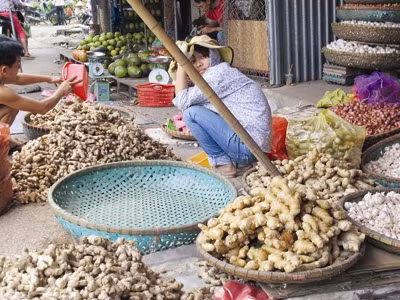 Gừng Trung Quốc củ to, vàng thẫm, bóng bày bán tại chợ đầu mối Đền Lừ (Hà Nội). Ảnh: Phạm Anh. Gừng Trung Quốc củ to, vàng thẫm, bóng bày bán tại chợ đầu mối Đền Lừ (Hà Nội). Ảnh: Phạm Anh.