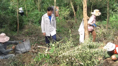 Bà con kéo nhau vào rừng lấy cây thuốc bán cho thương lái Trung Quốc.