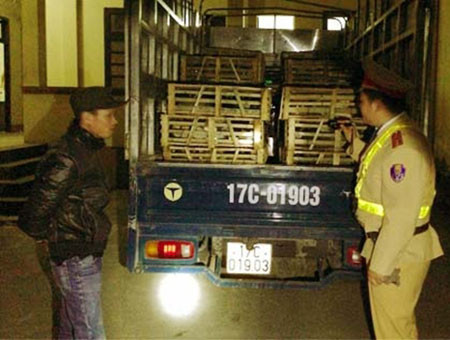Xe ôtô chở mèo Trung Quốc nhập lậu bị bắt giữ