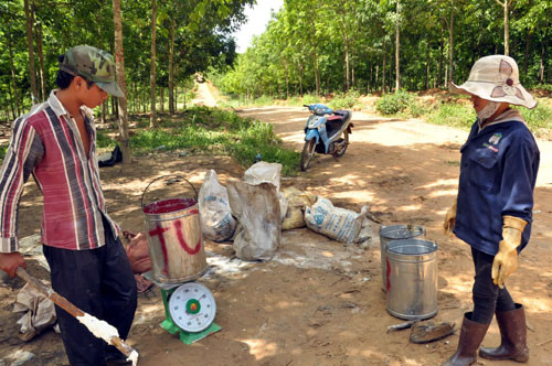 Hơn 10.000ha caosu của HAGL ở Attapeu đã bắt đầu khai thác mủ. ảnh: Thanh Hải Hơn 10.000ha caosu của HAGL ở Attapeu đã bắt đầu khai thác mủ. ảnh: Thanh Hải