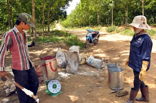 Hơn 10.000ha caosu của HAGL ở Attapeu đã bắt đầu khai thác mủ. ảnh: Thanh Hải