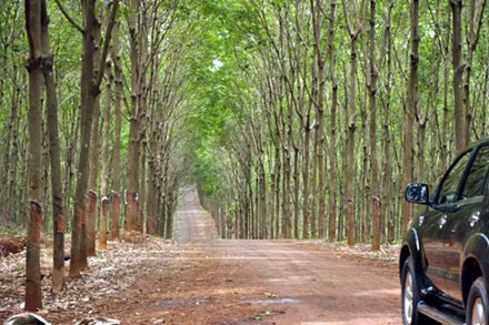 Rừng nghèo kiệt ở huyện Bachiang, Champasak (Lào) giờ đã được phủ xanh bởi những cánh rừng caosu. Rừng nghèo kiệt ở huyện Bachiang, Champasak (Lào) giờ đã được phủ xanh bởi những cánh rừng caosu.