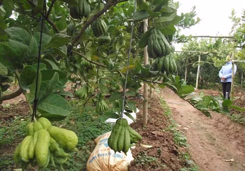 Năm nay, phật thủ tại Đắc Sở trúng vụ Tết. Năm nay, phật thủ tại Đắc Sở trúng vụ Tết.