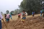 Giúp mẹ gieo ngô.