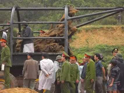 Đến chiều ngày 26/2, khúc gỗ sưa "bạc tỷ" dưới ngầm suối Tróoc đã được đưa về nơi an toàn. Đến chiều ngày 26/2, khúc gỗ sưa "bạc tỷ" dưới ngầm suối Tróoc đã được đưa về nơi an toàn.