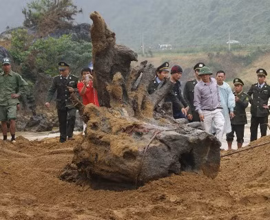 Khúc gỗ Sưa được cho là có giá trị hàng chục tỷ đồng dưới ngầm suối Tróoc đã được đưa lên bờ. Khúc gỗ Sưa được cho là có giá trị hàng chục tỷ đồng dưới ngầm suối Tróoc đã được đưa lên bờ.