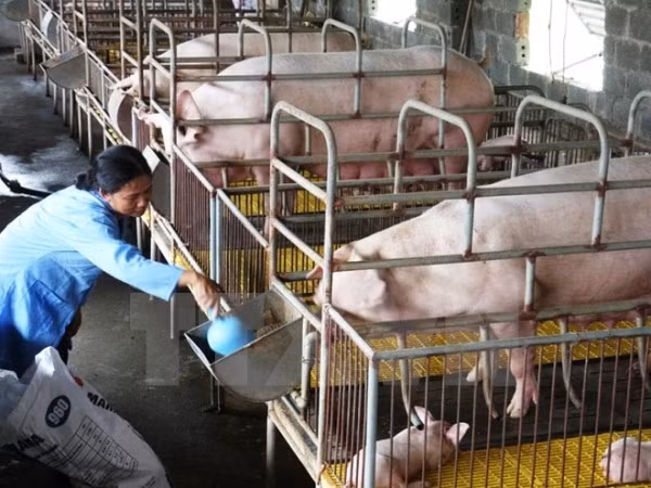 Đẩy nhanh các biện pháp đàm phán tìm thị trường xuất khẩu sản phẩm chăn nuôi. ảnh: TTXVN
