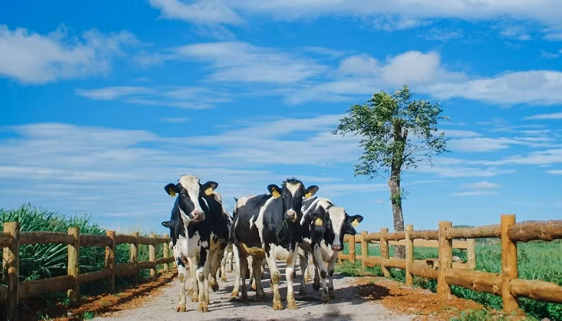 Những cô bò trên trang trại Organic Đà Lạt – trang trại bò sữa đạt tiêu chuẩn organic châu Âu đầu tiên tại Việt Nam.