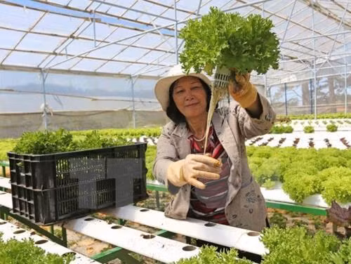 Lấy số lượng bù chất lượng thì nông dân vẫn khổ, đất nước vẫn nghèo ảnh 6 Lấy số lượng bù chất lượng thì nông dân vẫn khổ, đất nước vẫn nghèo ảnh 6
