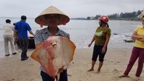 Chính phủ đang tiến hành xem xét xử lý các cá nhân sai phạm trong vụ Formosa ảnh 3 Chính phủ đang tiến hành xem xét xử lý các cá nhân sai phạm trong vụ Formosa ảnh 3