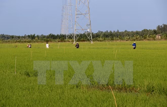 Thúc đẩy tích tụ đất đai, tạo điều kiện tái cơ cấu nông nghiệp hiệu quả. ảnh: TTXVN. Thúc đẩy tích tụ đất đai, tạo điều kiện tái cơ cấu nông nghiệp hiệu quả. ảnh: TTXVN.
