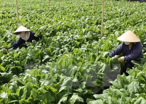 Phát triển nông nghiệp chất lượng cao được xem là tiềm năng của Việt Nam. ảnh minh họa: TTXVN. Phát triển nông nghiệp chất lượng cao được xem là tiềm năng của Việt Nam. ảnh minh họa: TTXVN.