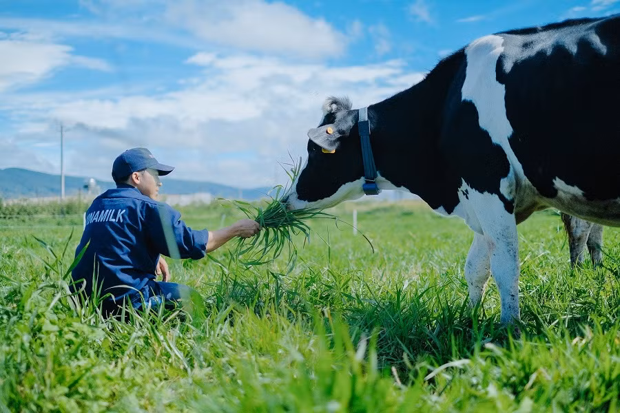 Quy trình chăm sóc bò sản xuất sữa organic vô cùng khắt khe với những tiêu chuẩn hàng đầu thế giới.