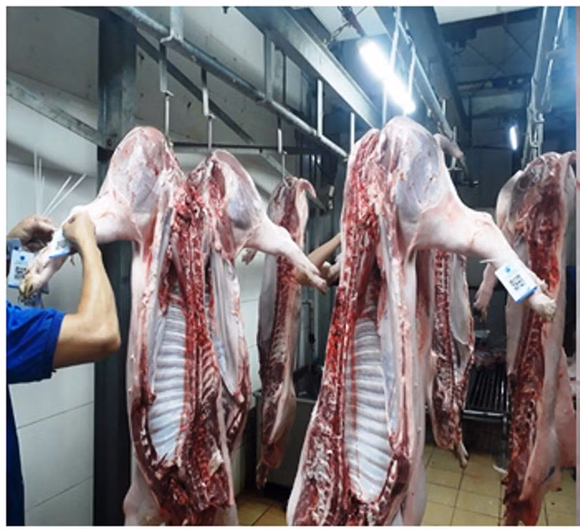 Đà Nẵng sẽ xây dựng phần mềm truy xuất nguồn gốc thực phẩm cho chuỗi sản xuất thịt - trứng. Ảnh: NTH