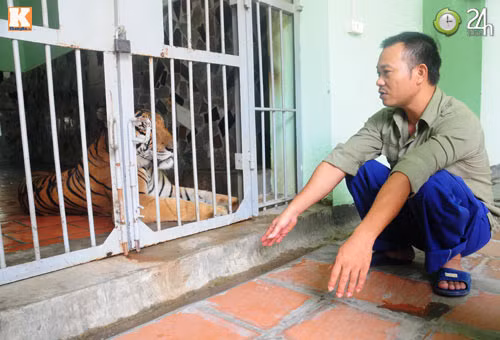 Bí mật nghề nuôi hổ, Tin tức trong ngày, ho, nghe nuoi ho, ho binh duong, ho dong duong,lam nhi, cong vien thu le...