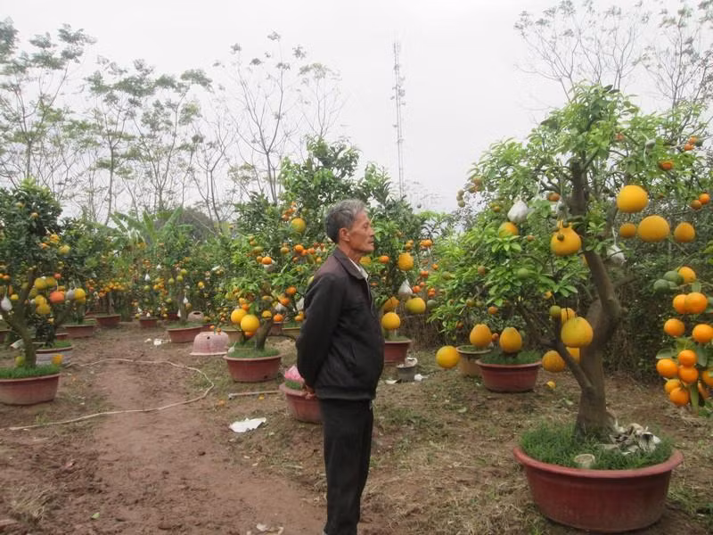 Theo ông Giáp, để các loại quả chín cùng một thời điểm vào dịp tết, tháng 4 ông bắt đầu ghép quả bưởi, tháng 5 ghép quả cam, chanh đào và còn lại loại quả Phật thủ, quất, quýt được ông ghép vào tháng 8 (ảnh HC)
