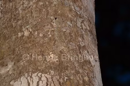 Với lớp da màu nâu sần sùi y hệt vỏ cây, khi bám trên một thân cây gỗ, thạch sùng đuôi thùy như đánh đố đôi mắt của những người tinh tường nhất. Quả thực, sẽ rất khó có thể phát hiện ra nếu như chúng không chuyển động. Với lớp da màu nâu sần sùi y hệt vỏ cây, khi bám trên một thân cây gỗ, thạch sùng đuôi thùy như đánh đố đôi mắt của những người tinh tường nhất. Quả thực, sẽ rất khó có thể phát hiện ra nếu như chúng không chuyển động.