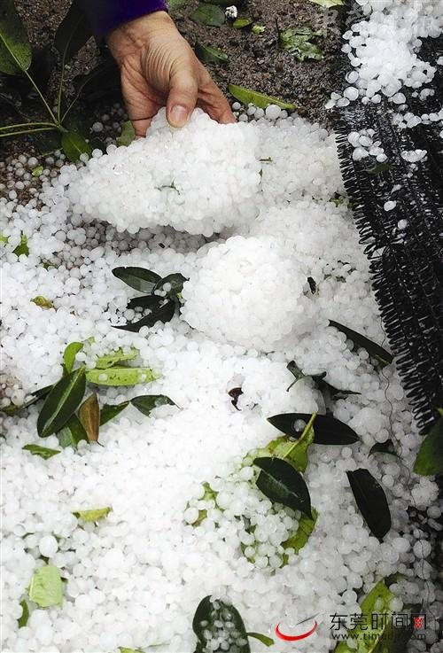 Những hạt mưa đá vón lại thành khối
