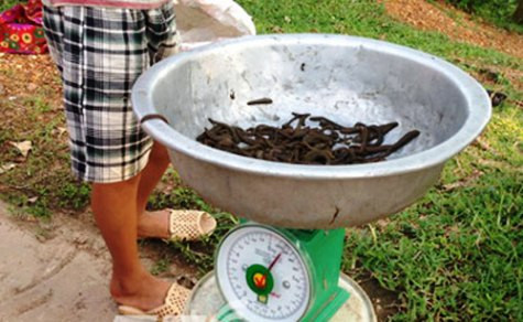 1kg đỉa được đầu nậu thu mua với giá từ 500.000 – 600.000 đồng.