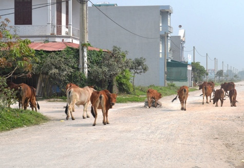 Khu Đô thị và Công nghiệp trở thành nơi chăn thả bò của một số hộ dân Khu Đô thị và Công nghiệp trở thành nơi chăn thả bò của một số hộ dân
