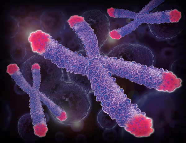 Cấu trúc Telomere (màu đỏ) ở đoạn cuối nhiễm sắc thể (Ảnh: spectracell.com)