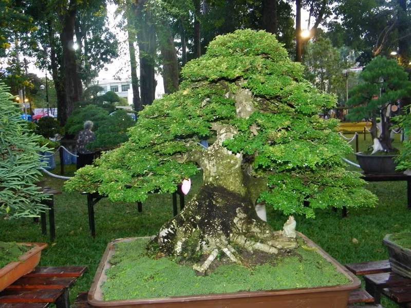 Có nhiều gốc bonsai cổ thụ, được tạo hình rất công phu.