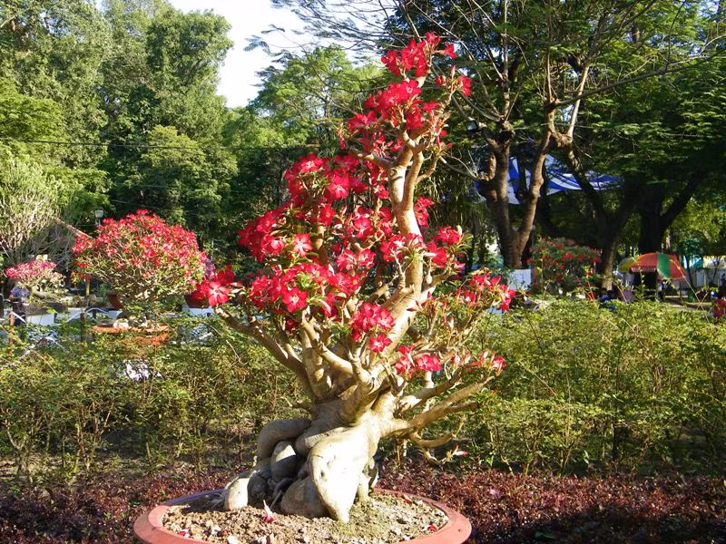 Sự rực rỡ của hoa sứ. Nhiều gốc sứ cổ thụ có hình dáng ngộ nghĩnh.