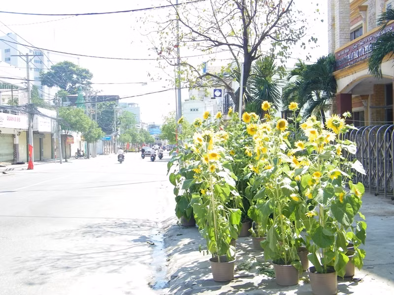 Hoa hướng dương vươn mình đón nắng xuân trên đường Hoàng Hoa Thám (Q.Bình Thạnh). Hoa hướng dương vươn mình đón nắng xuân trên đường Hoàng Hoa Thám (Q.Bình Thạnh).