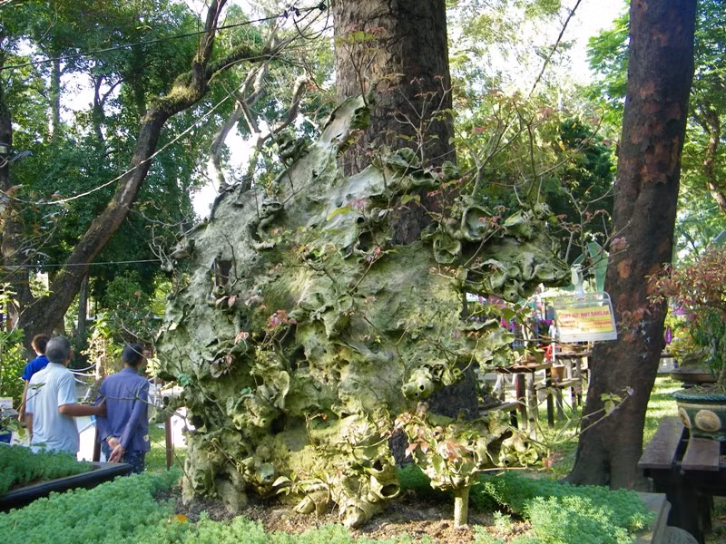 Có nhiều gốc bonsai cổ thụ, được tạo hình rất công phu.