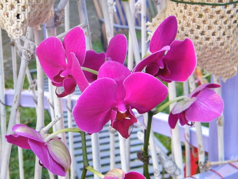 Lung linh sắc màu hoa lan tại Hội hoa xuân Tao Đàn.