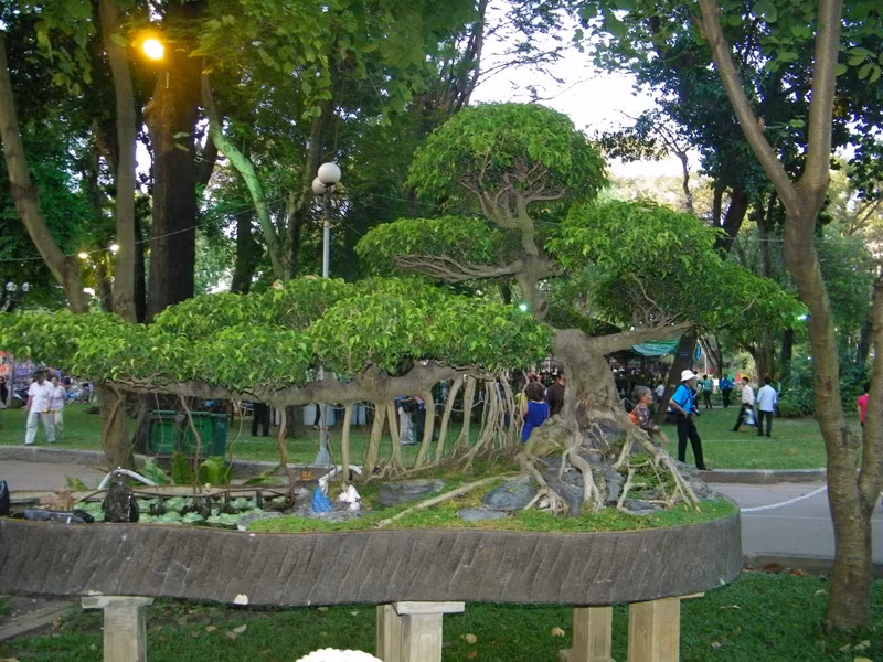Có nhiều gốc bonsai cổ thụ, được tạo hình rất công phu.